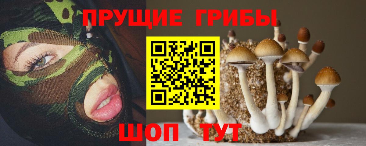 Псилоцибиновые грибы мицелий  Вход с VPN  Сунжа  Псилоцибиновые грибы мицелий 